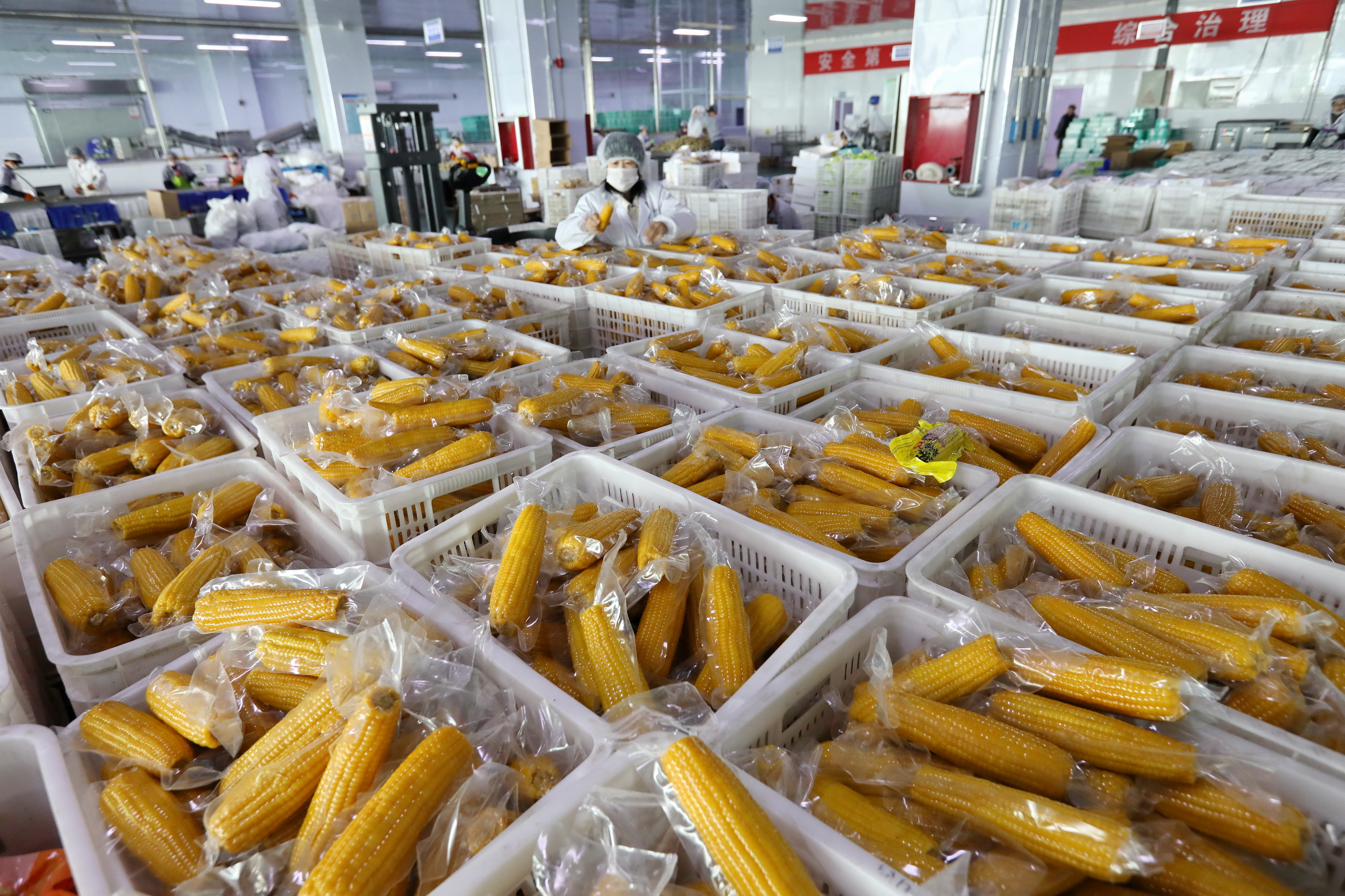 小營盤鎮(zhèn) 工人們高效分揀鮮食玉米，助力農(nóng)副產(chǎn)品提質(zhì)增效